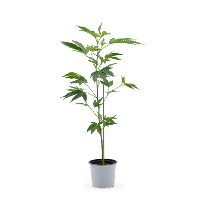 Amnesia Haze Pflanze | Photoperiodisch