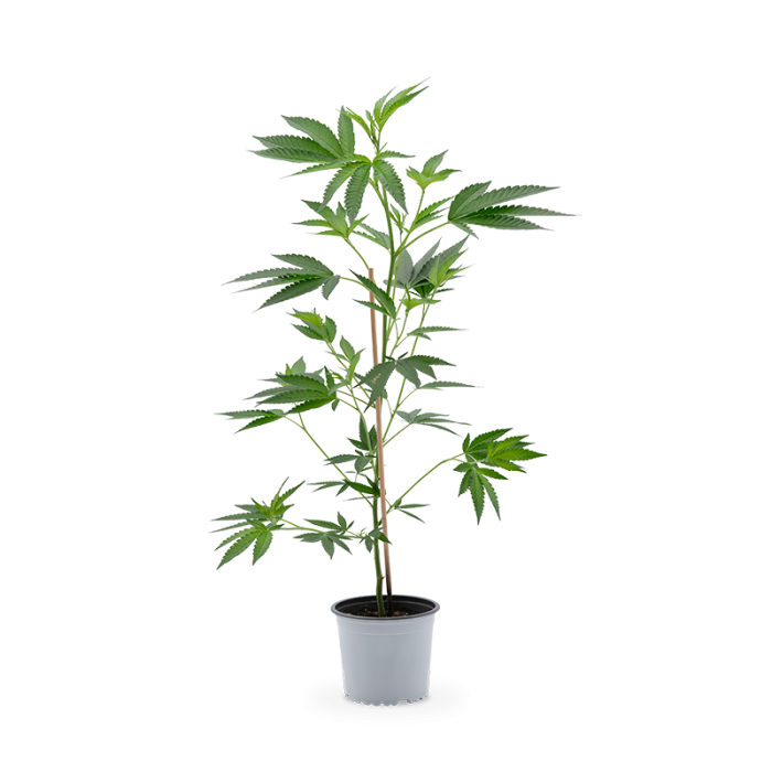 Big Bud Pflanze | Photoperiodisch