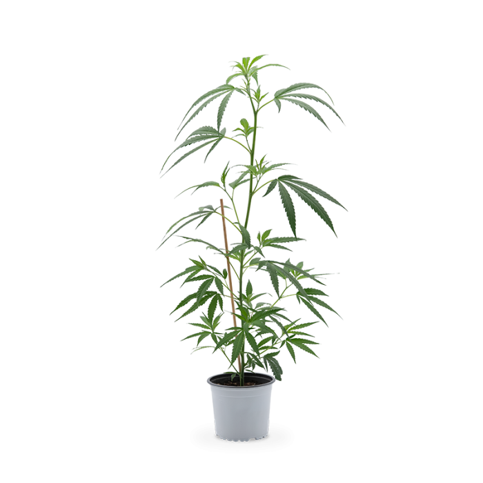 Cannalope Haze Pflanze | Photoperiodisch