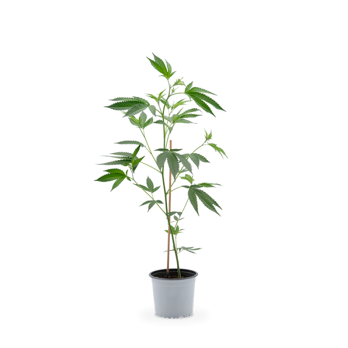 Critical Kush Pflanze | Photoperiodisch