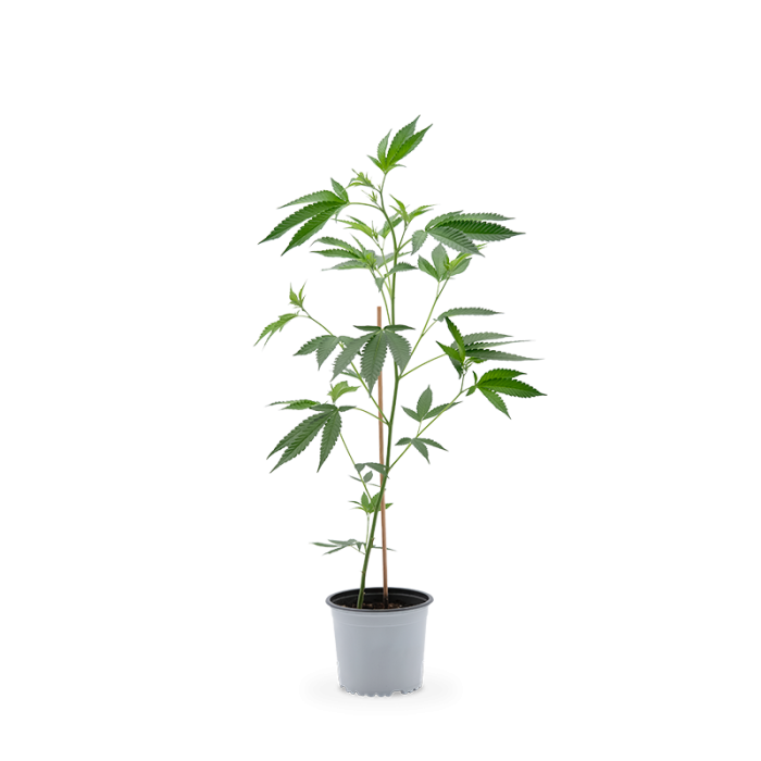 Jack Herer Pflanze | Photoperiodisch