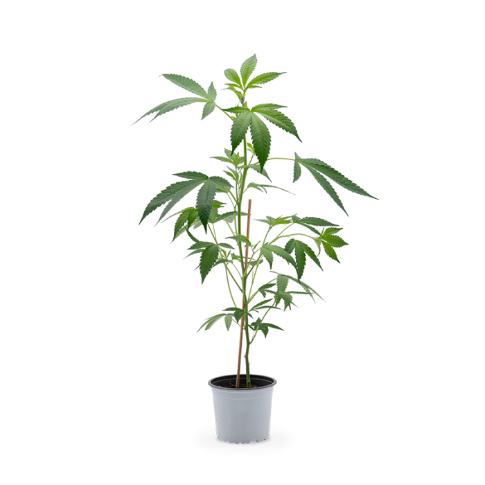 White Widow XXL Pflanze | Photoperiodisch