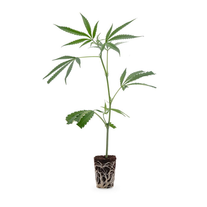 Amnesia Haze Steckling | Photoperiodisch