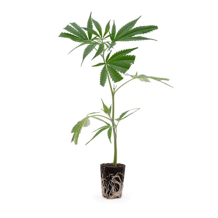 Big Bud Steckling | Photoperiodisch