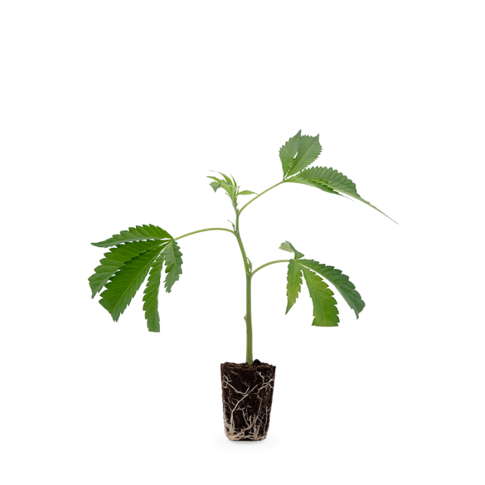 Bruce Banner Steckling | Photoperiodisch