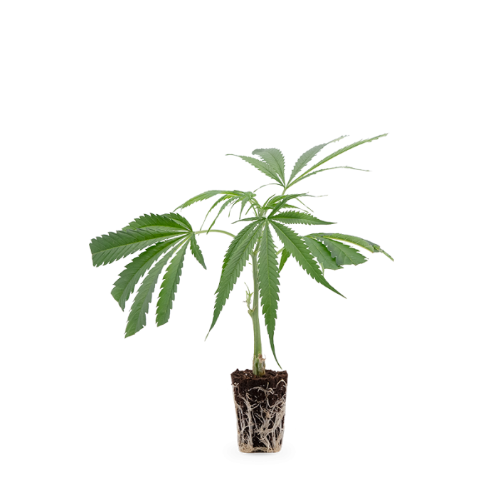 Cannalope Haze Steckling | Photoperiodisch