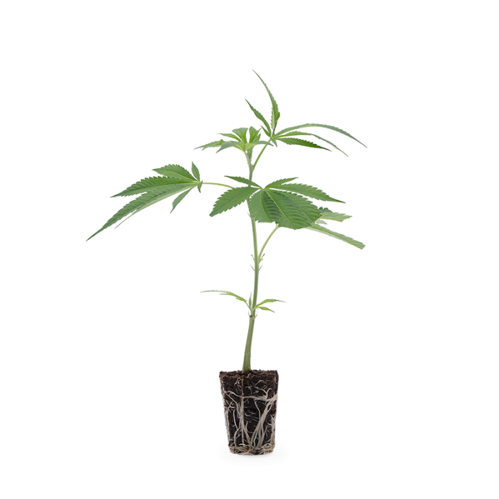 Critical Kush Steckling | Photoperiodisch