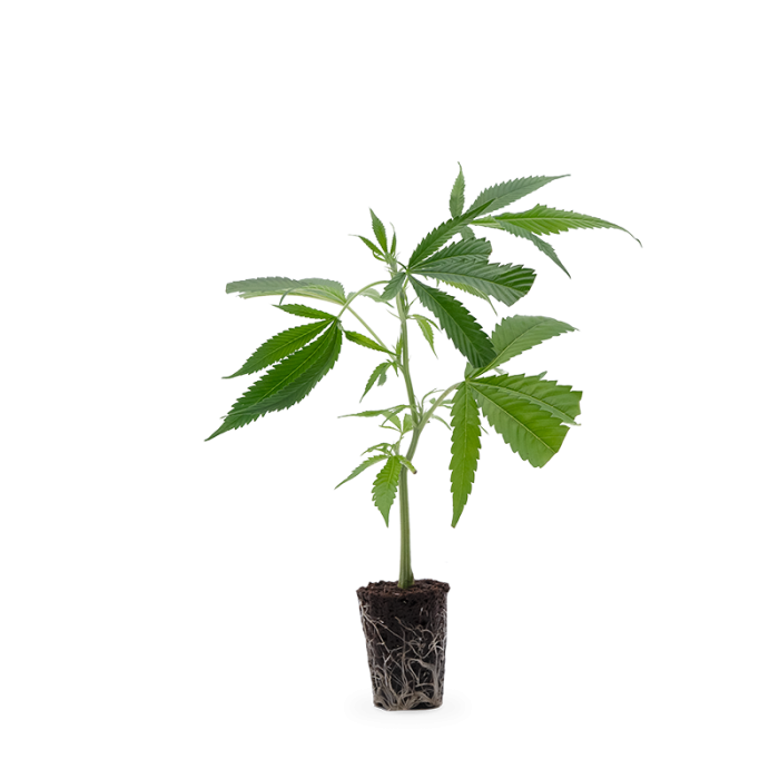 Jack Herer Steckling | Photoperiodisch