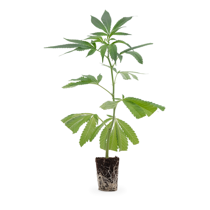 Mimosa EVO Steckling | Photoperiodisch