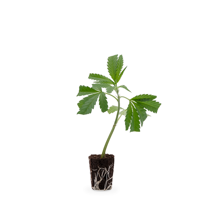 Super Lemon Haze Steckling | Photoperiodisch