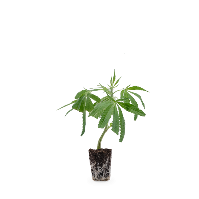 White Widow XXL Steckling | Photoperiodisch