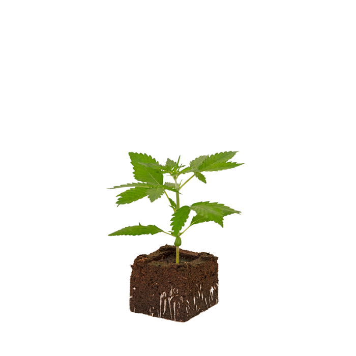 OG Kush Sämling | Automatic