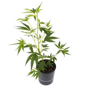 Zkittlez Sämling | Autoflowering