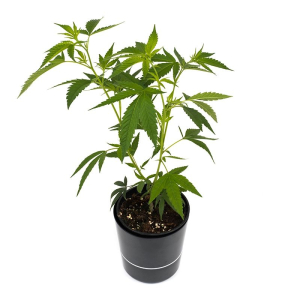 OG Kush Sämling | Autoflowering