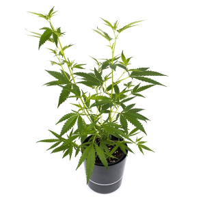 Do-Si-Dos Sämling | Autoflowering