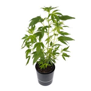 AK 47 Sämling | Autoflowering