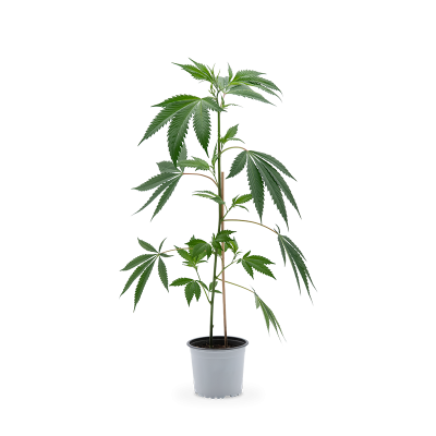 Mimosa EVO Pflanze 