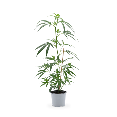Super Lemon Haze Pflanze 
