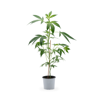 White Widow XXL Hanfpflanze 