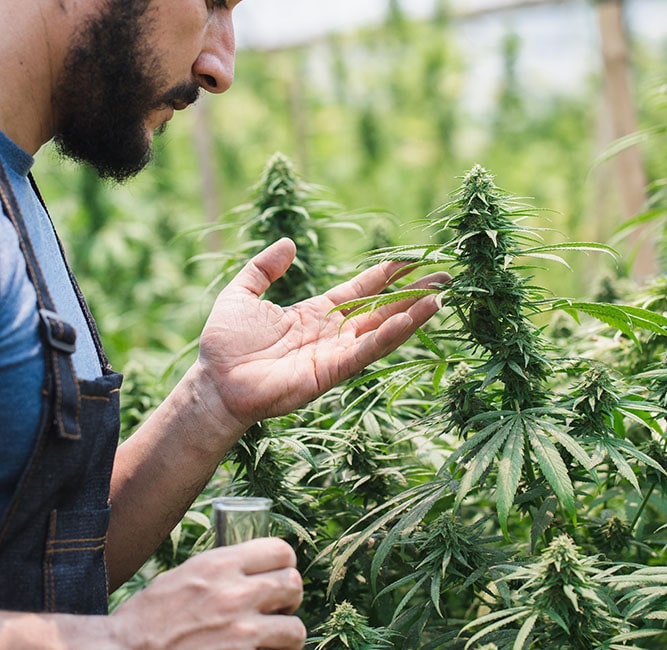 Cannabis Experte seit 2015